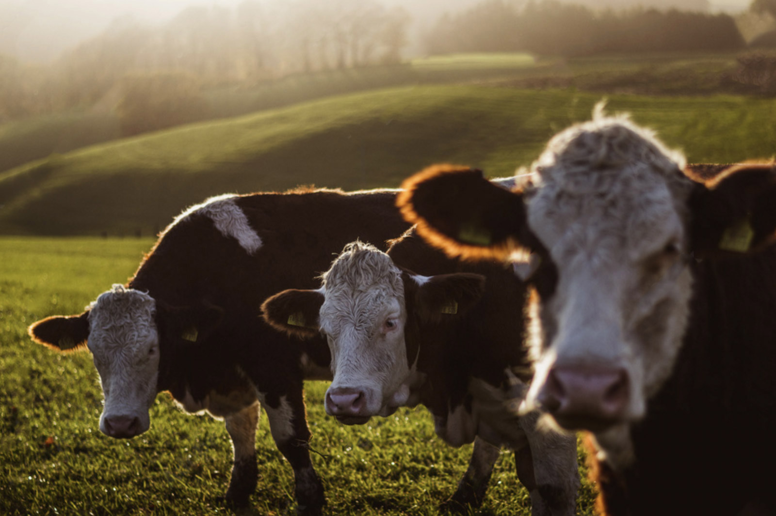 Farmers Cannot Bear Any Additional TB Costs - IFA