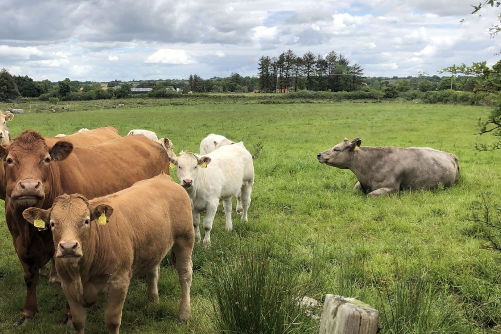 cows ireland
